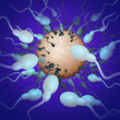 sperms heading towards egg