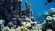Video: Coral and fish in the Red Sea, Egypt Coral and fish in the Red Sea, Egypt