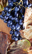 Foto: ripe blue grape ripe blue grape