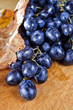 Foto: ripe blue grape ripe blue grape