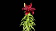 Blooming purple lily flower buds ALPHA matte (Lilium purple prin