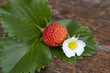 fresa, flor y hoja de la fresa
