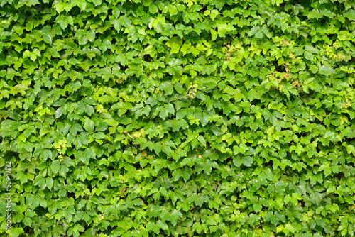 Photo: ivy leaves isolated on a white background ivy leaves isolated on a white background