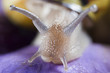 Isolated snail close up portrait on violet background