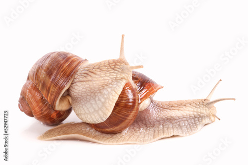 Photo: Weinbergschnecken, graipevine snail Weinbergschnecken, graipevine snail