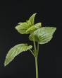 Zitronenmelisse; Melissa, officinalis