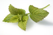 Zitronenmelisse; Melissa, officinalis