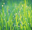 Green Background