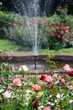 Rose Garden Rose Garden