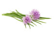 Foto: Chives flowers Chives flowers