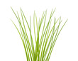 Foto: Chives bunch Chives bunch