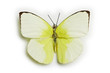 Schmetterling, Yellow Separated White Butterfly