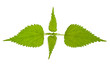 Foto: Stinging nettle Stinging nettle