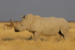 Breitmaulnashorn