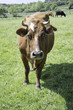 Bull on meadow