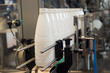 milk production