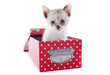 Foto: Siamese kitten in box Siamese kitten in box