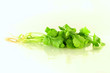 green coriander
