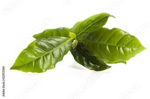 Photo: Leaves coffee tree isolated on white Leaves coffee tree isolated on white