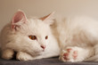 Beautiful white persian cat with copper eyes