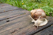 Schnecke...