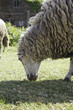 Sheep eating