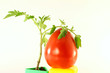 tomato with plant