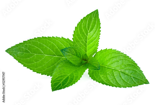 Photo: Fresh green mint isolated on white Fresh green mint isolated on white