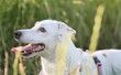 Femmina di Jack Russell