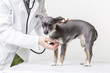 Veterinarn examining a small dog