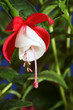Fuchsia - decorative houseplant