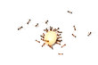 Ants moving food together