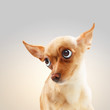 Funny dog portrait