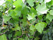 Photo: Ivy Background Ivy Background