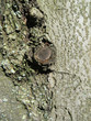 Photo: Close Up Of Bark Close Up Of Bark