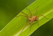 Pisaura mirabilis