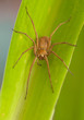 Foto: Pisaura mirabilis Pisaura mirabilis