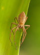 Foto: Pisaura mirabilis Pisaura mirabilis