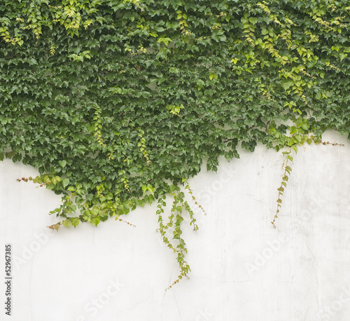Photo: ivy leaves isolated on a white background ivy leaves isolated on a white background