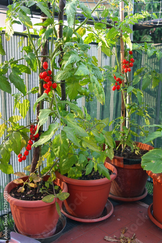 Photo: Red cluster tomato in a cultivated plant in town on a balcony Red cluster tomato in a cultivated plant in town on a balcony
