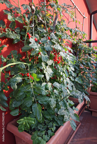 Photo: tomato plants with fruits grown in a pot on the terrace tomato plants with fruits grown in a pot on the terrace