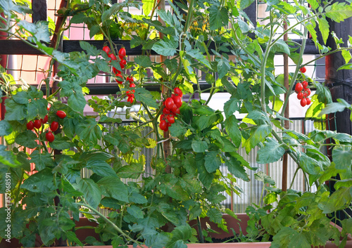 Photo: juicy and ripe red tomatoes of a small plant juicy and ripe red tomatoes of a small plant