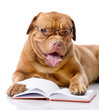 dog read book. isolated on white background