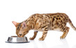 Bengal cat eating food. isolated on white background