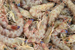 fresh shrimps