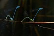 Coenagrion puella deposizione uova