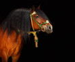 Bay stallion on black