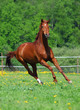 Beautiful Horse gallops