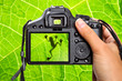 Photography of the tree frog