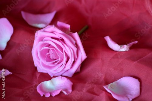 Photo: rose rose